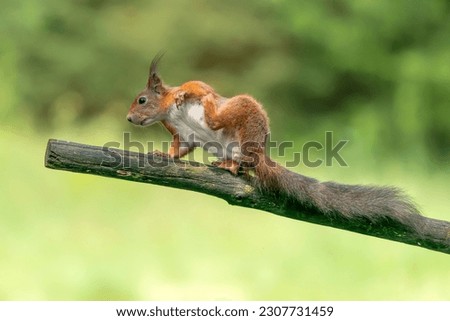 Beautiful Red Squirrel (Sciurus vulgaris) having a scratch! In the forest of Noord Brabant in the Netherlands.
                                                                                         