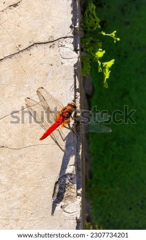 Dragonfly (capung). dragonfly is one indicator of environmental health. dragonflies perched on walls and buckets on the edge of fish ponds