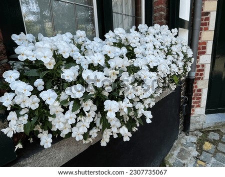 White pansy garden flowers in pot situated on the window outside, decorative cultivated plant, selective focus floral closeup
