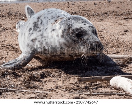 Grey seal pup (Halichoerus grypus) with soft, grey silky fur with dark spots crawling on the sand towards water in the spring Royalty-Free Stock Photo #2307742647