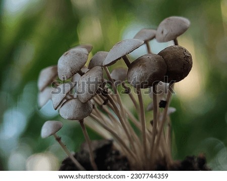 Psilocybe is a genus of gill fungus, grown worldwide, in the family Hymenogastraceae. Most or nearly all species contain the psychedelic compounds psilocybin and psilocin.