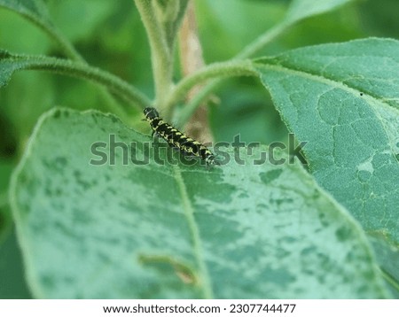 Hairy Caterpillar On A Green Leaf. 