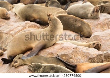 Cape Fur seals at Cape Cross, Namibia