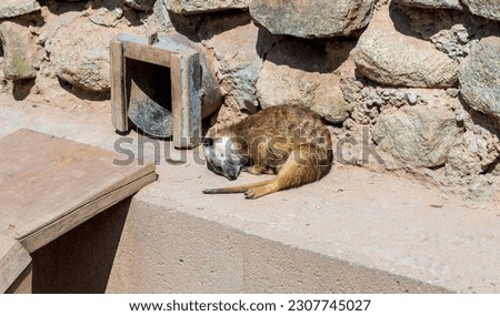Suricatta sleep by the stone wall