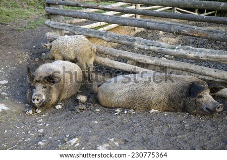 The mangalitsa pigs. The brood is developed from older types of Hungarian pig crossed with the European wild boar and serbian breed in Austro-Hungary in 19th century.