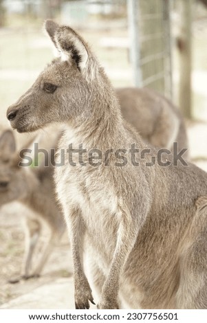 kangaroo standing and looking up