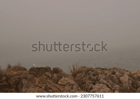 wildlife on the beach in the fog Cervar Porat, Croatia
