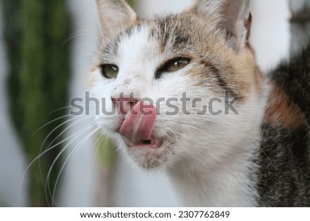 Happy cat waiting for a tasty treat. This heartwarming stock photo captures the pure delight of a happy cat as it eagerly awaits a tasty treat, its eyes bright with anticipation and its playful
