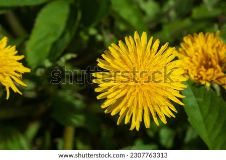 Yellow dandelion close-up, top view