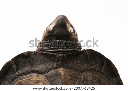 Black Marsh Turtle Siebenrockiella crassicollis Malayan Snail-eating turtle, Black Smiling Terrapin turtle isolated on white background