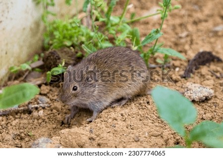 The common vole (Microtus arvalis) in a natural habitat Royalty-Free Stock Photo #2307774065