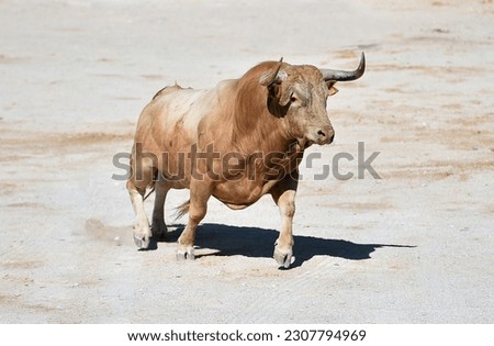 Bull with bug horns in the bullring arena Royalty-Free Stock Photo #2307794969