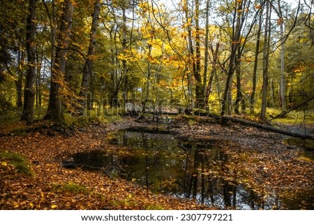 Bridge over a beautiful pond in the autumn