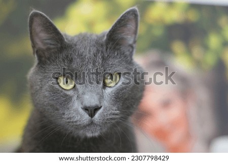 A beautiful gray British cat sits and smiles in the background of a picture with a girl.
