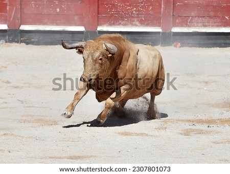 Fighting bull in the traditional spanish spectacle of bullfight Royalty-Free Stock Photo #2307801073