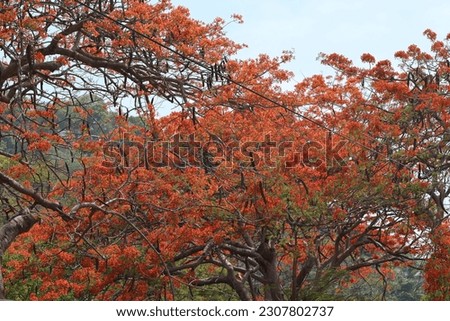 This is a beautiful tree that becomes red when it blossoms. Named "Fire Tree" translated from Spanish (Arbol de Fuego) due to its red color. Scientific name: Delonix regia