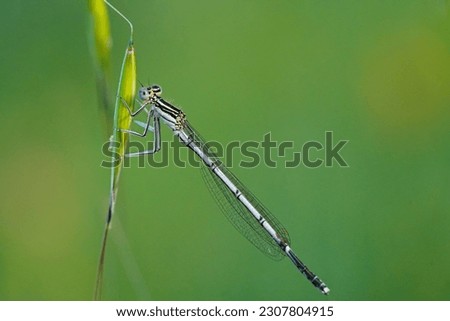              Dragonfly on a branch, macro photo                  