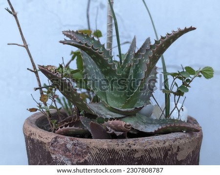 special aloe vera plant picture photo 
shoot on phone
beauty of nature is a joy forever
for more pictures check my account