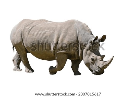 One Black rhinoceros (Diceros bicornis) male in full body length portrait isolated on white background. No people. Copy space 