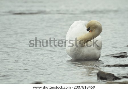 Swan preening itself in a Sunny day. with an S shape neck style. The swan migrate from the north to Mecklenburg Vorpommen of Germany. Morning peaceful moment of Spring time.