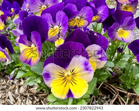 Johnny-Jump-Up purple and yellow violets or violas.