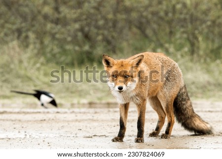 Red Fox and A Magpie Together on the Sand in A National Park