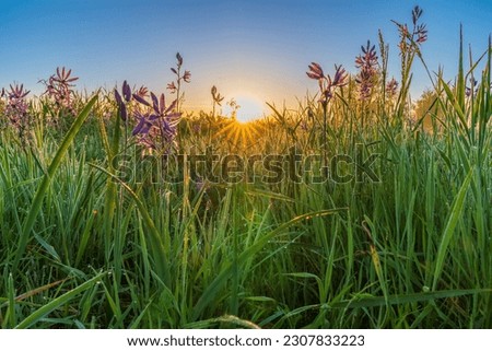 Morning Delight - Camas Lily's at sunrise. William L. Finley National Wildlife Refuge, Oregon