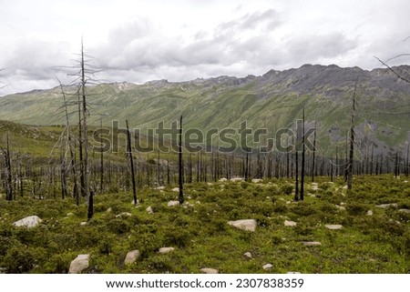 tall burned trees, green grass of Mugecuo lake landscape in Kangding, Western Sichuan, China, horizontal image with copy space for text, background, close up