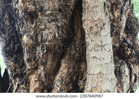 tree trunks with textured bark make a nice background