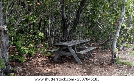 Nature's Rest: Serene Stock Photos of a Wooden Bench in Key Biscayne's Ecological Reserve, Miami, Florida