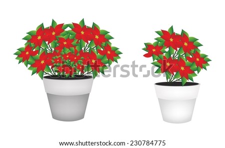 Illustration of Christmas Poinsettia Flower in A Flowerpot Isolated on White Background, for Garden Decoration 