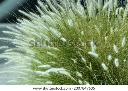 Pennisetum alopecuroides, the Chinese pennisetum, Chinese fountaingrass, dwarf fountain grass, foxtail fountain grass, or swamp foxtail grass, is a species of perennial grass native to Asia Royalty-Free Stock Photo #2307849635