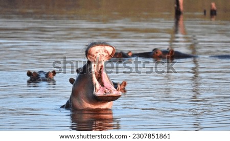 Hippopotamus, or hippo, relaxing in the water in lake Kariba, on the Zambezi river, with head above water. Taken while on safari in Zimbabwe, Africa. 