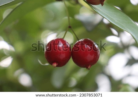 a sprig of red cherry ready to be picked