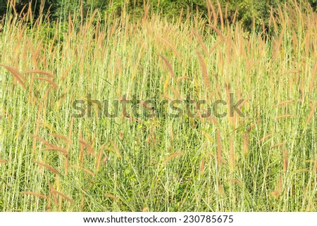 Cluttered grass  during morning for background