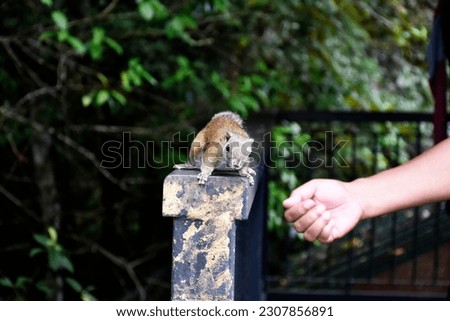 Close up of a cute grey squirrel on a wooden