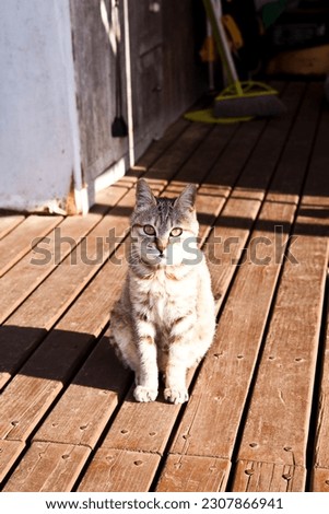 Portrait of a cat sitting on a wooden deck in the sun