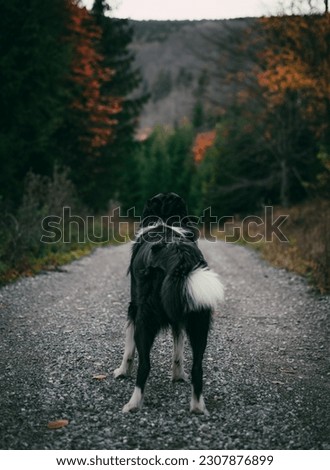 A vertical shot of a black border collie on the road surrounded by forests