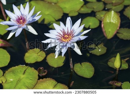 Captivating Close-up of a Water Lilys Beauty. A close-up of a beautiful lotus water lily, its inflorescence floating fresh and serene on the surface of a pond.