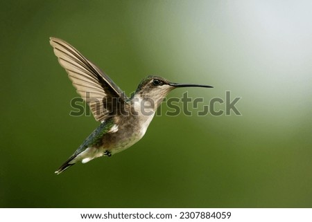 Photo of Hummingbird in Flight
