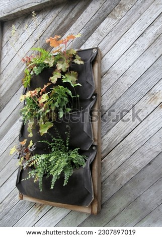 3 pocket wall hanging planter. Various ornamental plants hanging on vertical garden wooden wall. Royalty-Free Stock Photo #2307897019