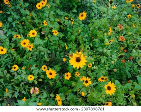 Sunflower in a garden,  Sunflower in summer at a sunny day