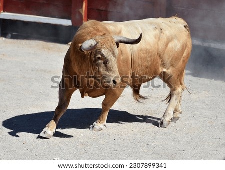 Serious bull in the traditional spectacle of bullfight Royalty-Free Stock Photo #2307899341
