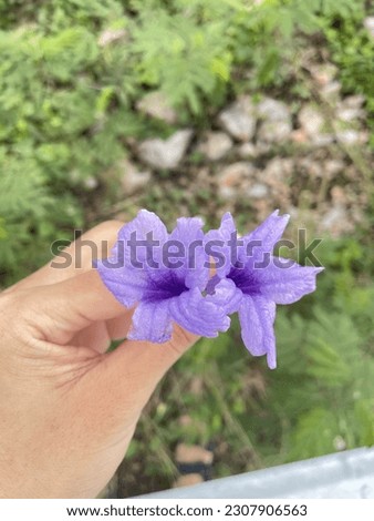 My flower in the garden