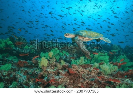 Galapagos green sea turtle swims underwater at Floreana Island, Galapagos Islands Royalty-Free Stock Photo #2307907385