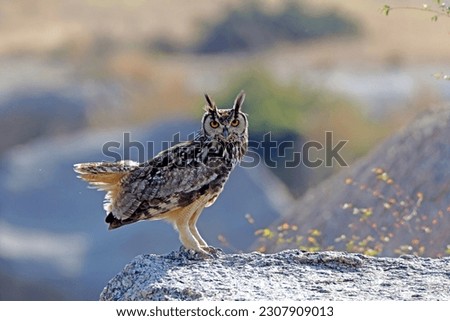 The Indian eagle-owl (Bubo bengalensis)