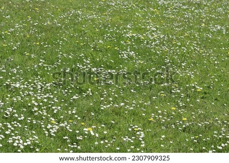 Grassy field in sunshine covered in white daisies