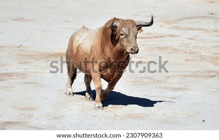 Serious bull in the traditional spectacle of bullfight Royalty-Free Stock Photo #2307909363
