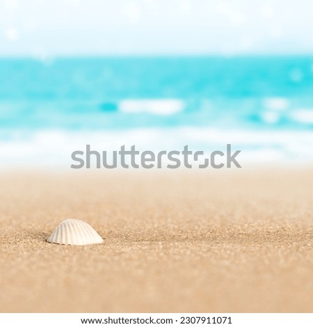 Sea shell on the beach sand.