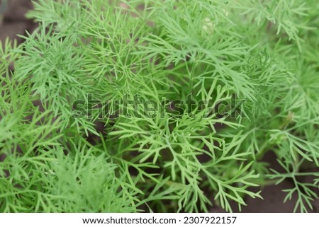 Fresh green dill close up. Card, background, poster. Royalty-Free Stock Photo #2307922157